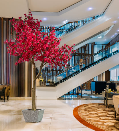 Árbol Bougainvillea – 300 cm