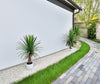 Yuca – 85 cm – Exterior