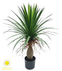 Yuca – 85 cm – Exterior