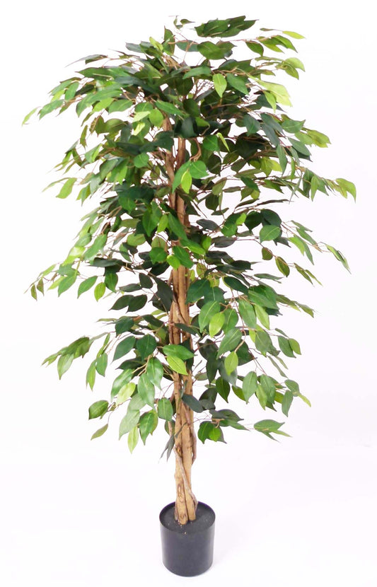 Árbol Ficus – 150 cm