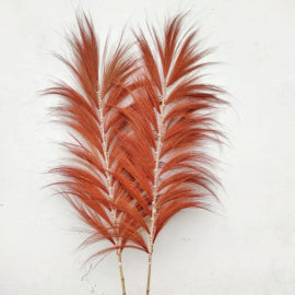 3x Palmera Coral de Rayung - 1.6m