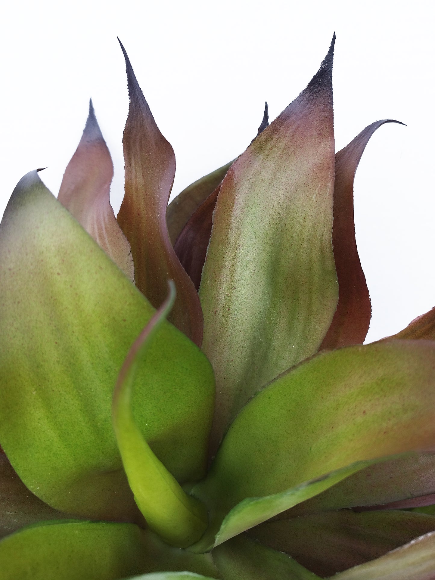 Árbol de Agave 3 Tallos para Exterior – 92 cm