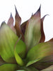 Árbol de Agave 3 Tallos para Exterior – 92 cm