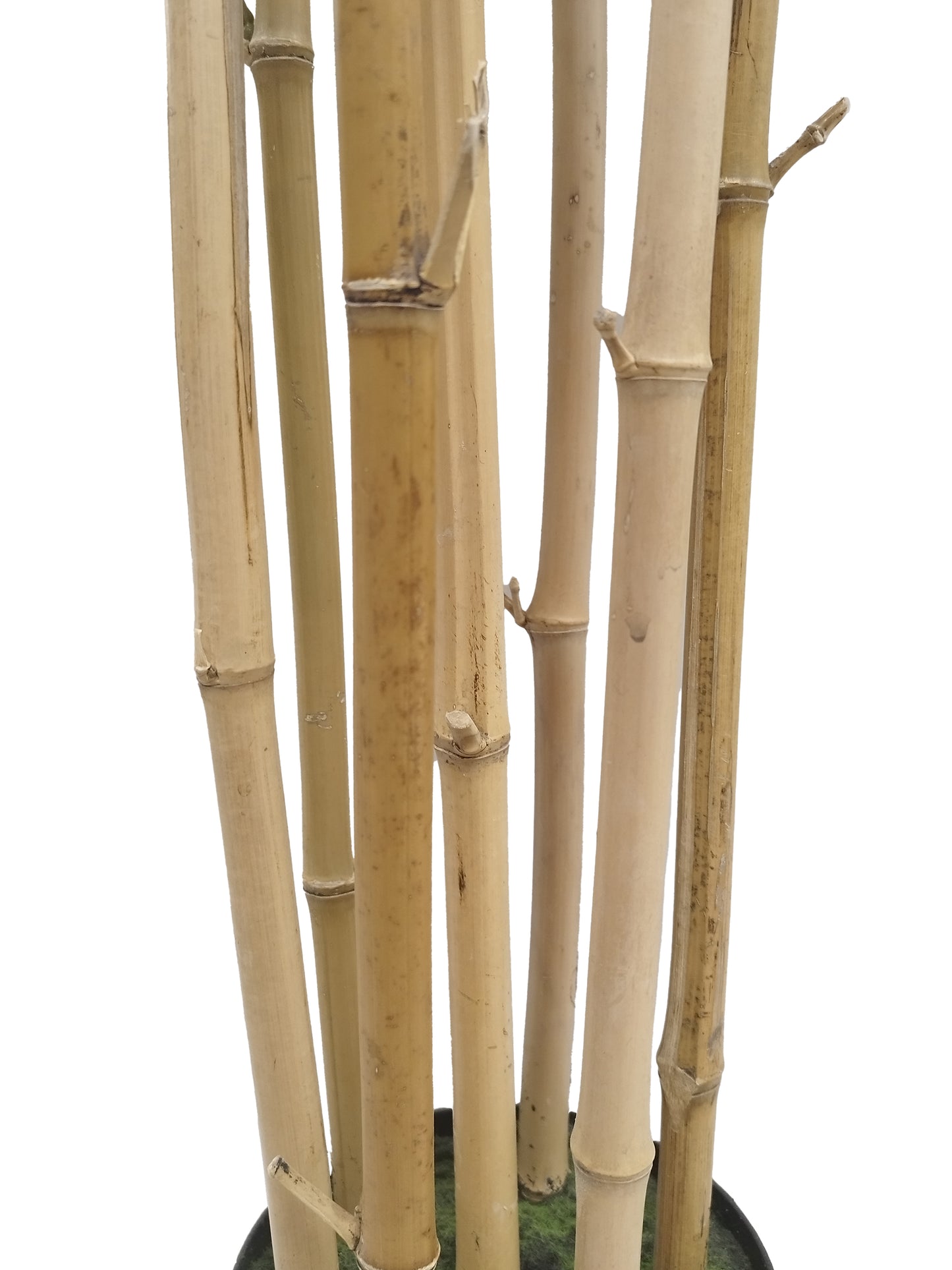 Árbol Bambú – Tronco Natural – 190 cm