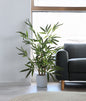 Árbol Bambú – Tronco Natural – 65 cm