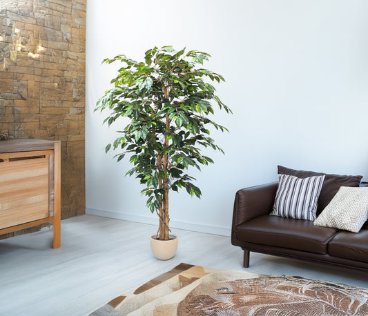Árbol Ficus – 180 cm