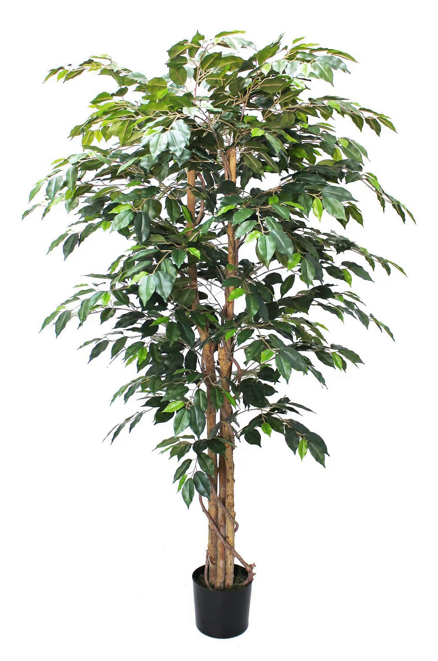 Árbol Ficus – 180 cm
