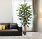 Arbol ficus 210 cm