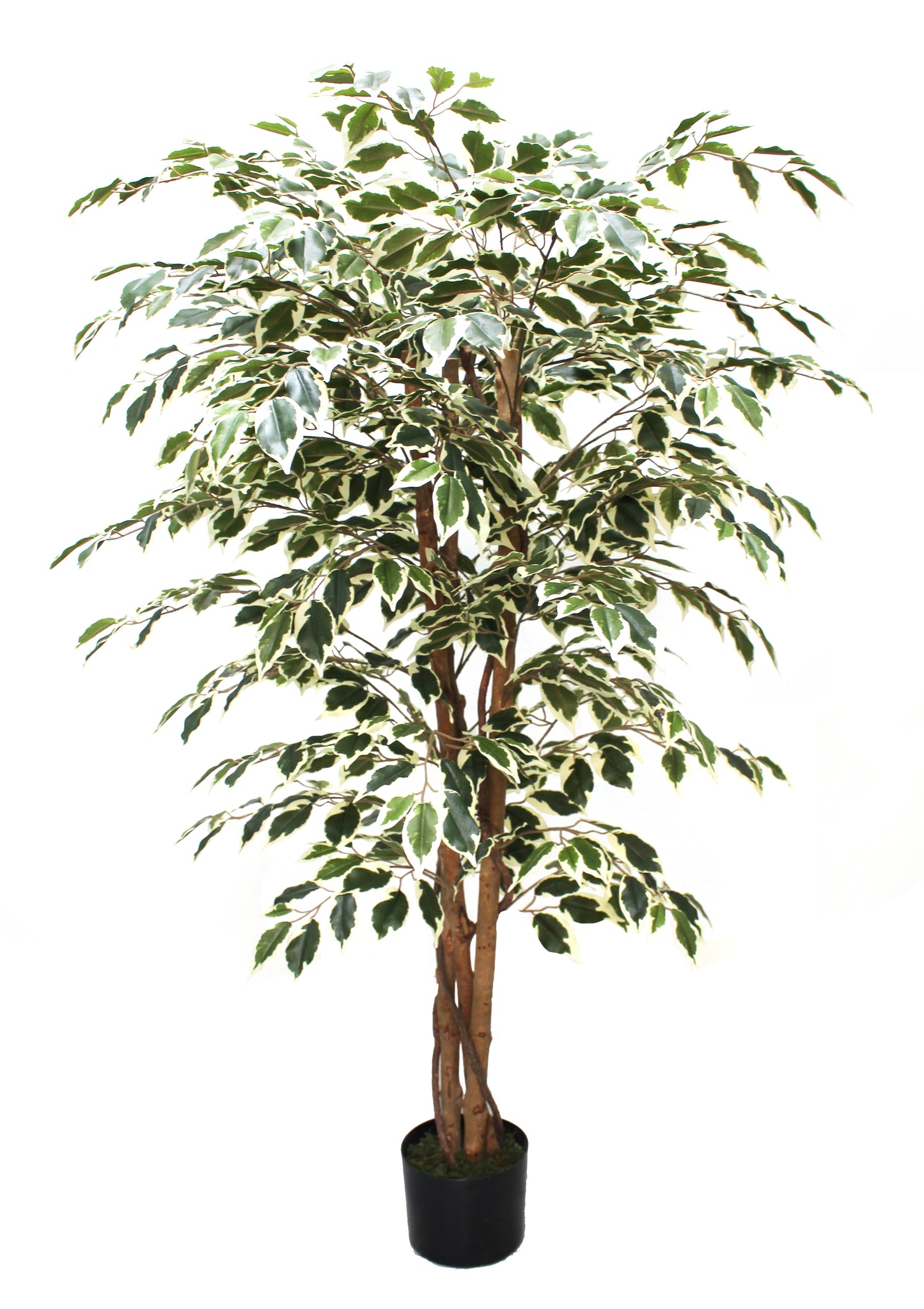 Árbol Ficus Matizado – 150 cm