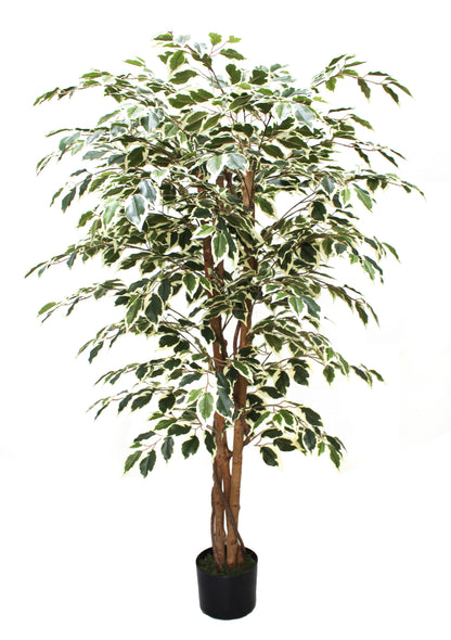 Árbol Ficus Matizado – 150 cm