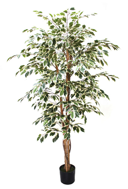 Árbol Ficus Matizado – 180 cm