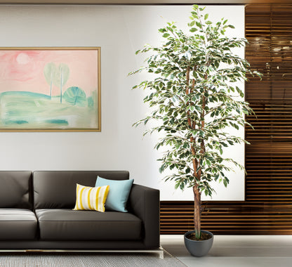 Árbol Ficus Matizado – 210 cm