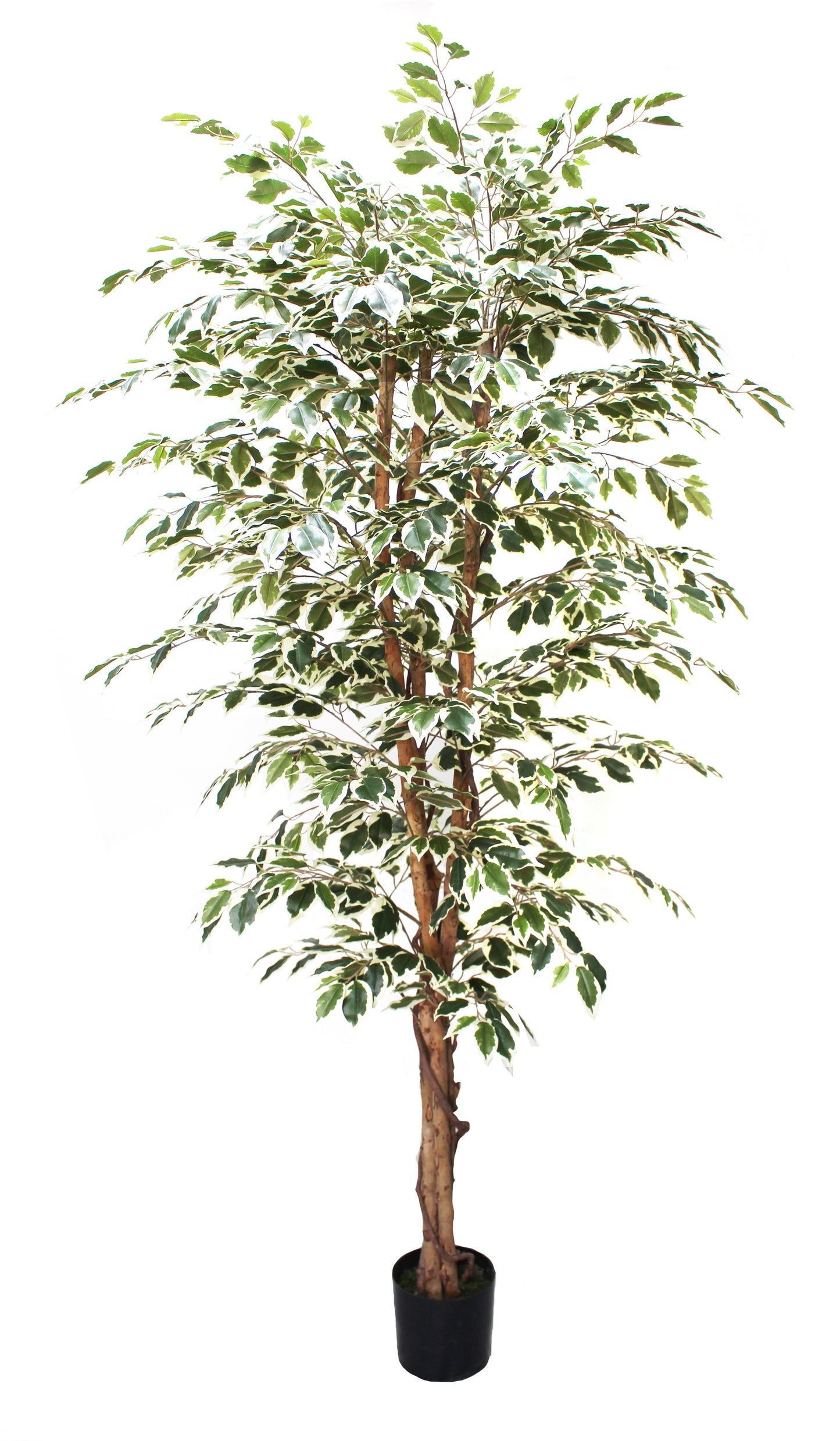 Árbol Ficus Matizado – 210 cm