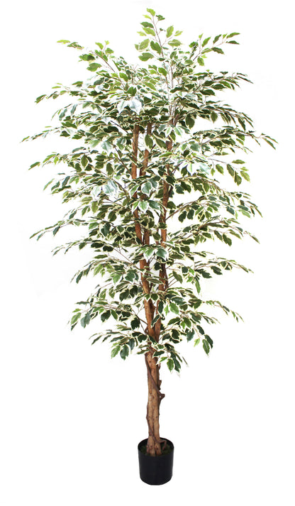 Árbol Ficus Matizado – 210 cm