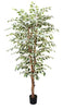 Árbol Ficus Matizado – 210 cm