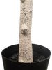 Árbol Olivo – 240 cm