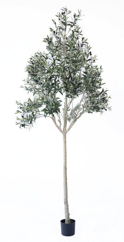 Árbol Olivo – 240 cm