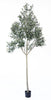 Árbol Olivo – 240 cm