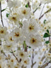 Árbol Almendro Blanco – 240 cm