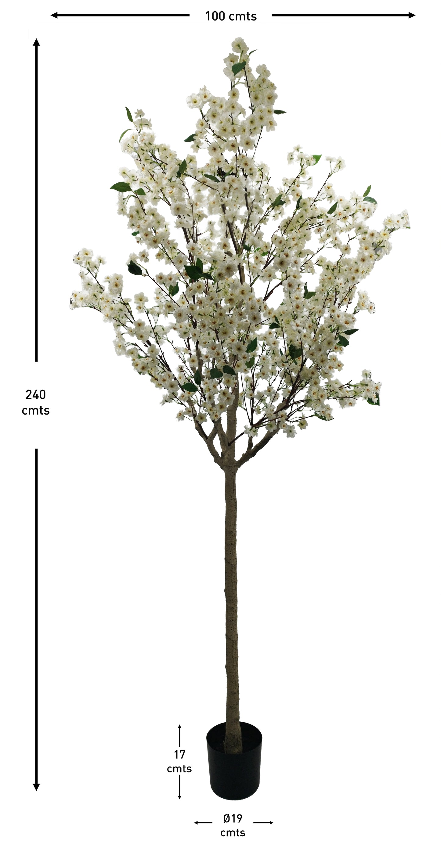 Árbol Almendro Blanco – 240 cm