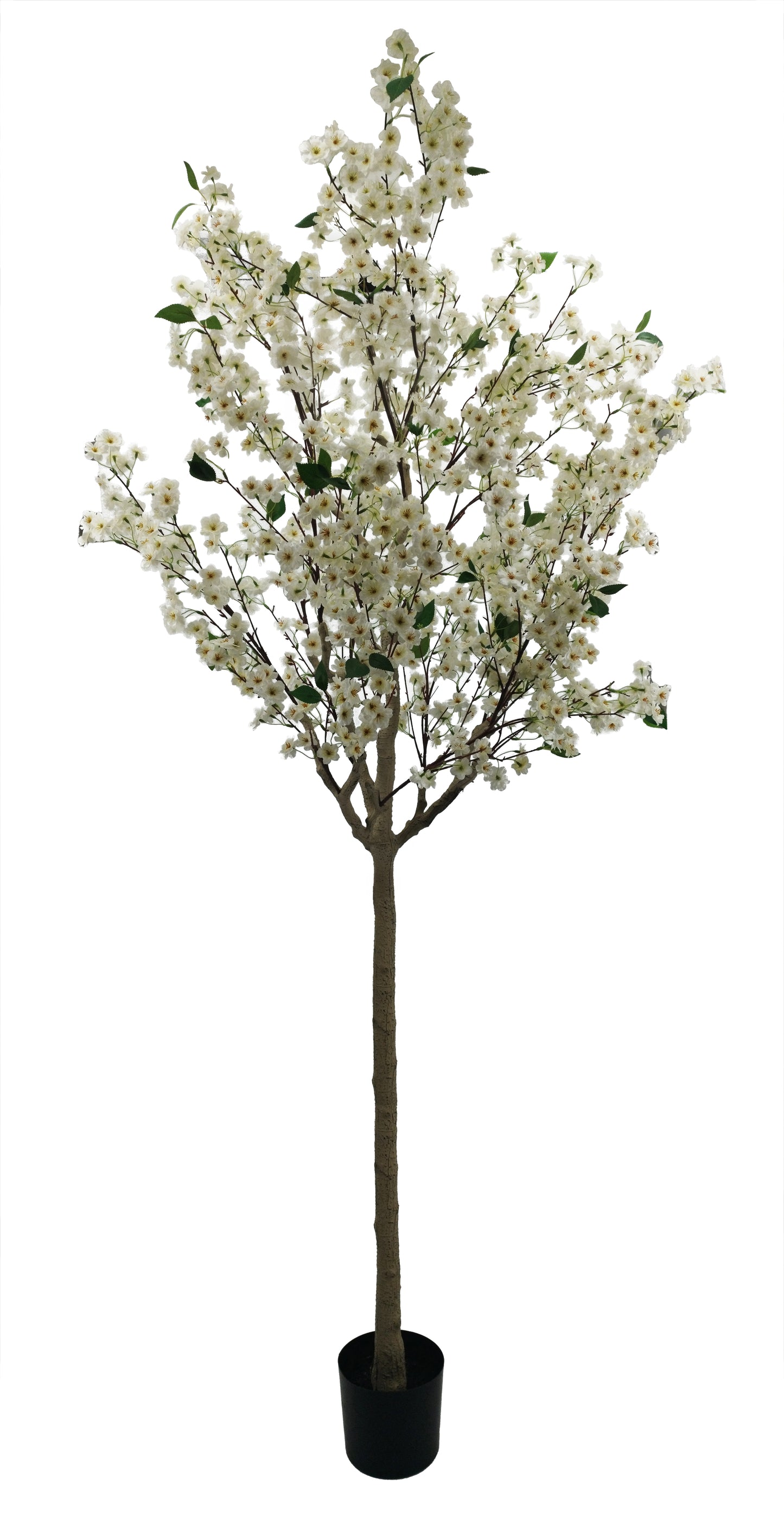 Árbol Almendro Blanco – 240 cm