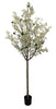 Árbol Almendro Blanco – 240 cm