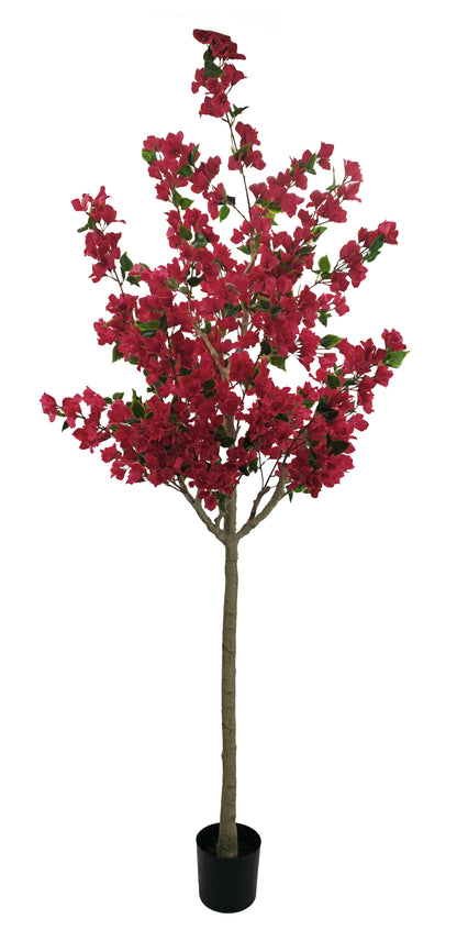 Árbol Bouganvilla – 240 cm