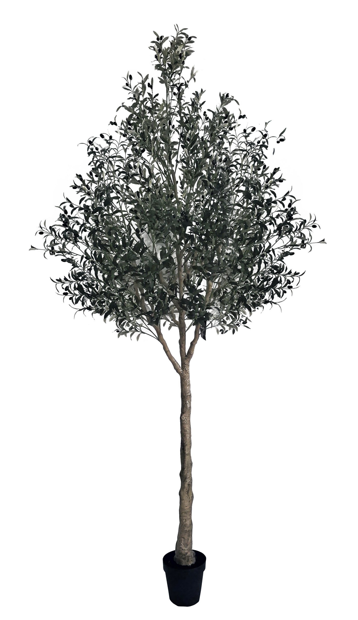 Árbol Olivo – 300 cm