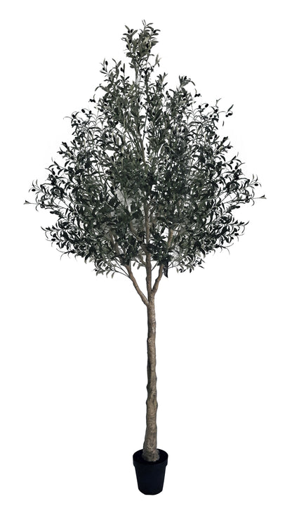 Árbol Olivo – 300 cm