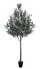 Árbol Olivo – 300 cm