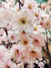 Árbol Almendro Rosa – 300 cm