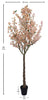 Árbol Almendro Rosa – 300 cm