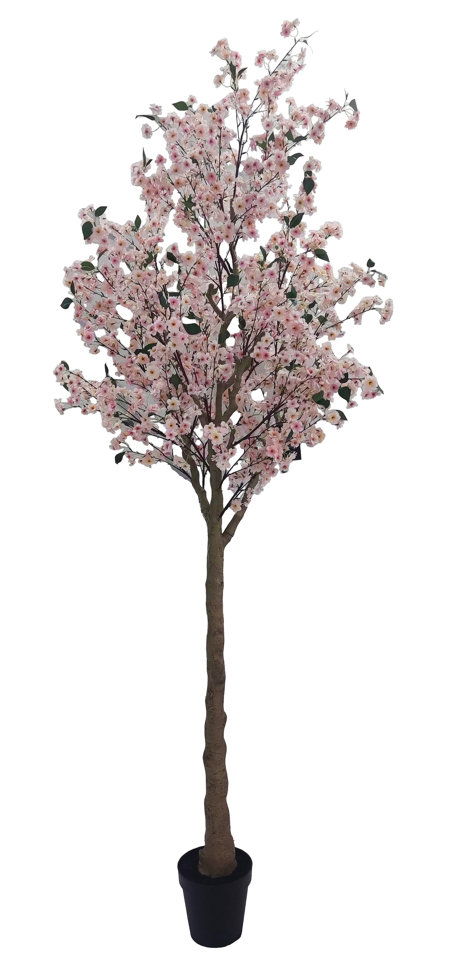 Árbol Almendro Rosa – 300 cm