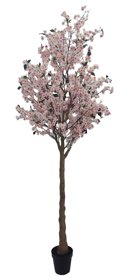 Árbol Almendro Rosa – 300 cm