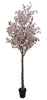 Árbol Almendro Rosa – 300 cm