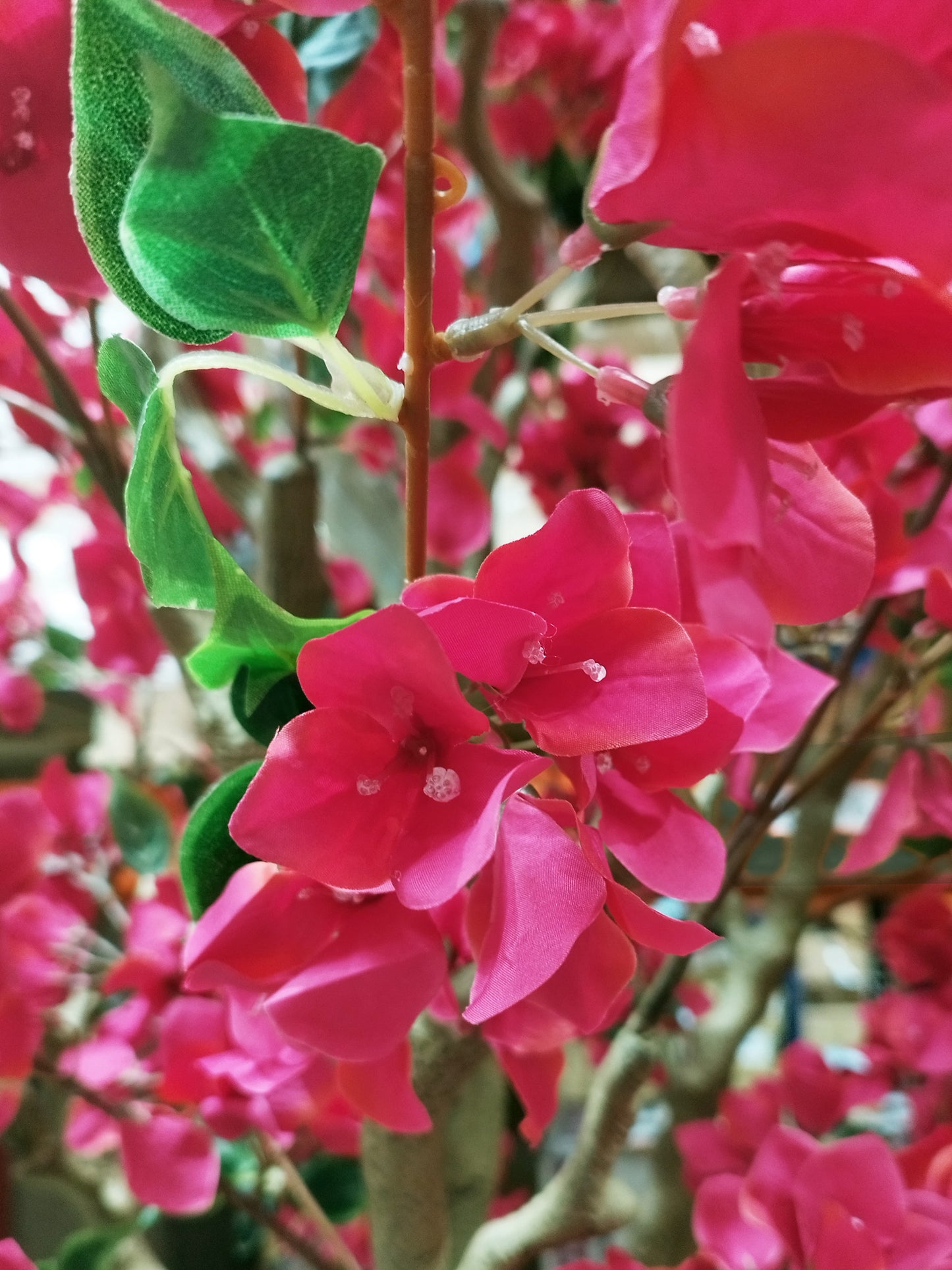 Árbol Bouganvilla – 270 cm