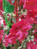 Árbol Bouganvilla – 270 cm
